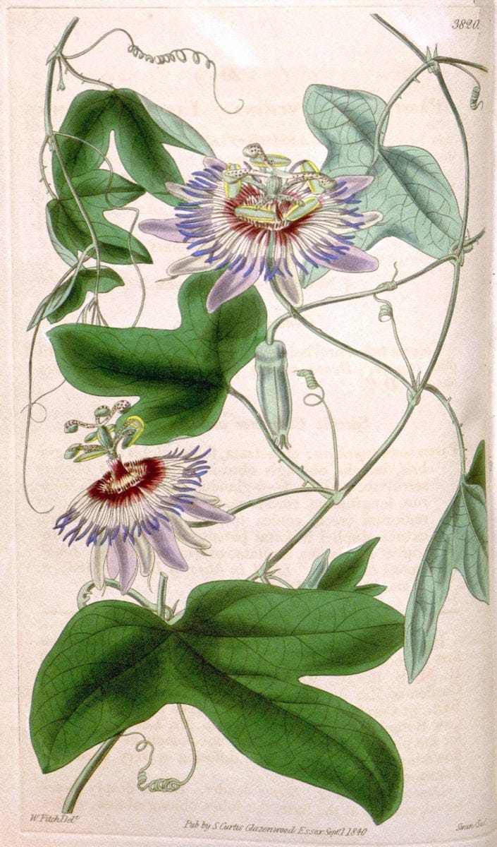 Curtis's botanical magazine. London ; New York [etc.] :Academic Press [etc.]. | "Botanical illustration" Botany Periodicals "Pictorial works" "Plants, Ornamental"  | Vintage Print Reproduction 448487
