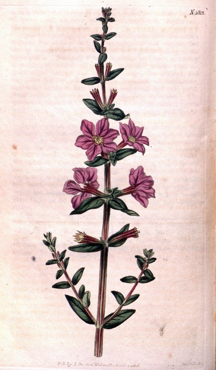 Curtis's botanical magazine. London ; New York [etc.] :Academic Press [etc.]. | "Botanical illustration" Botany Periodicals "Pictorial works" "Plants, Ornamental"  | Vintage Print Reproduction 448490