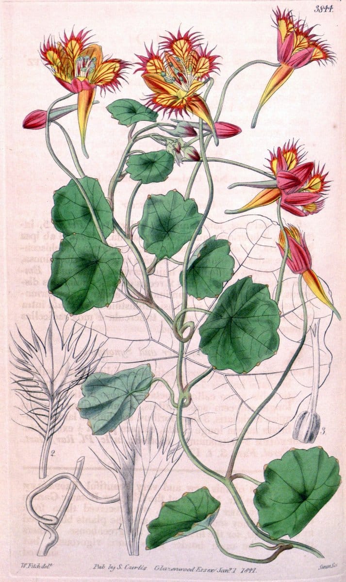 Curtis's botanical magazine. London ; New York [etc.] :Academic Press [etc.]. | "Botanical illustration" Botany Periodicals "Pictorial works" "Plants, Ornamental"  | Vintage Print Reproduction 448494