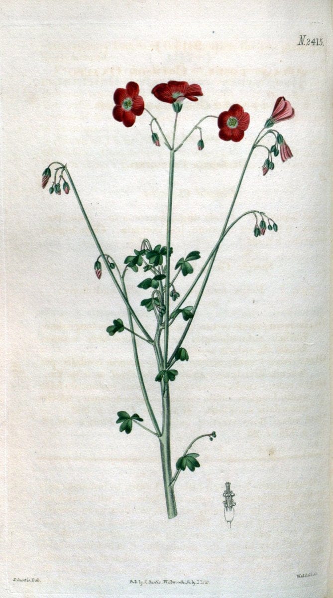 Curtis's botanical magazine. London ; New York [etc.] :Academic Press [etc.]. | "Botanical illustration" Botany Periodicals "Pictorial works" "Plants, Ornamental"  | Vintage Print Reproduction 448495