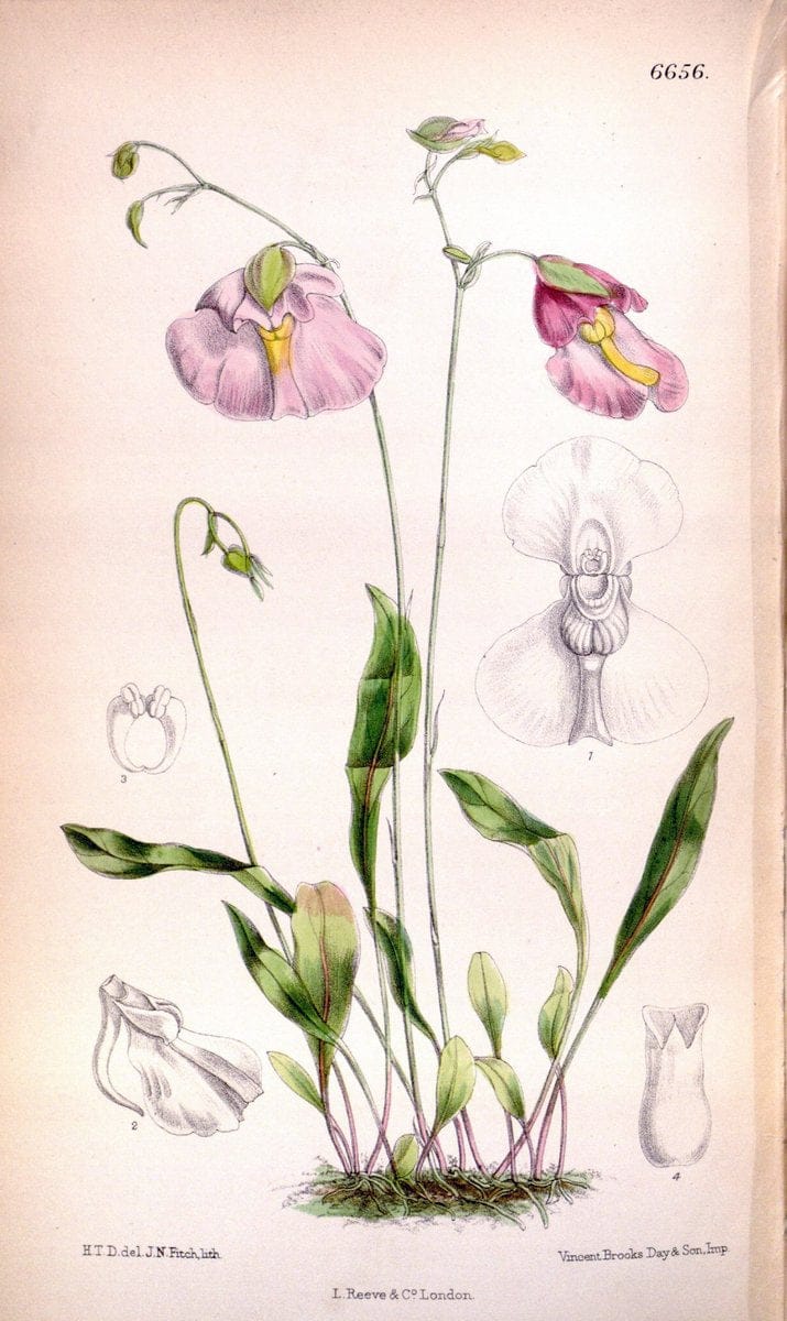 Curtis's botanical magazine. London ; New York [etc.] :Academic Press [etc.]. | "Botanical illustration" Botany Periodicals "Pictorial works" "Plants, Ornamental"  | Vintage Print Reproduction 448497
