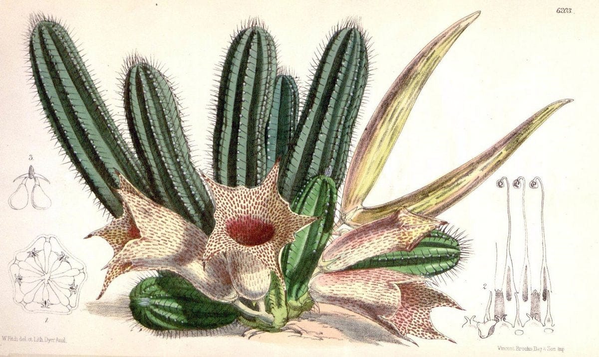 Curtis's botanical magazine. London ; New York [etc.] :Academic Press [etc.]. | "Botanical illustration" Botany Periodicals "Pictorial works" "Plants, Ornamental"  | Vintage Print Reproduction 448504