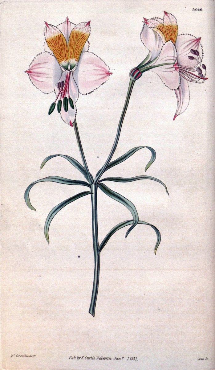 Curtis's botanical magazine..London ;New York [etc.] :Academic Press [etc.]. |  | Vintage Print Reproduction 448505