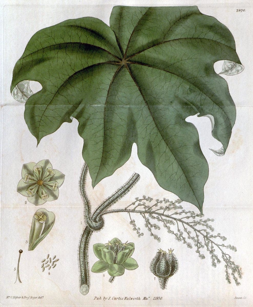 Curtis's botanical magazine. London ;New York [etc.] :Academic Press [etc.]. | Botany Periodicals "Pictorial works"  | Vintage Print Reproduction 448508