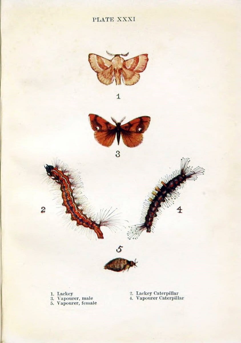 Butterflies and moths,.London & Edinburgh,T.C. & E.C. Jack[1910]. | Butterflies Moths "Cornell University Library" | Vintage Print Reproduction 448510