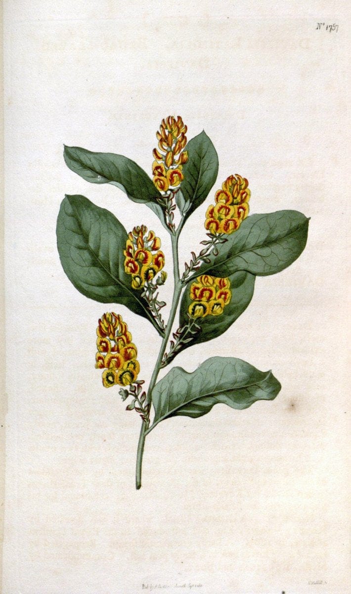 Curtis's botanical magazine. London ; New York [etc.] :Academic Press [etc.]. | "Botanical illustration" Botany Periodicals "Pictorial works" "Plants, Ornamental"  | Vintage Print Reproduction 448521