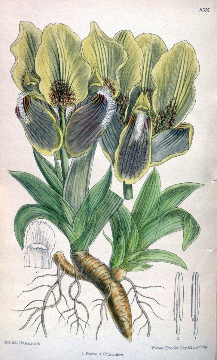 Curtis's botanical magazine. London ; New York [etc.] :Academic Press [etc.]. | "Botanical illustration" Botany Periodicals "Pictorial works" "Plants, Ornamental"  | Vintage Print Reproduction 448524