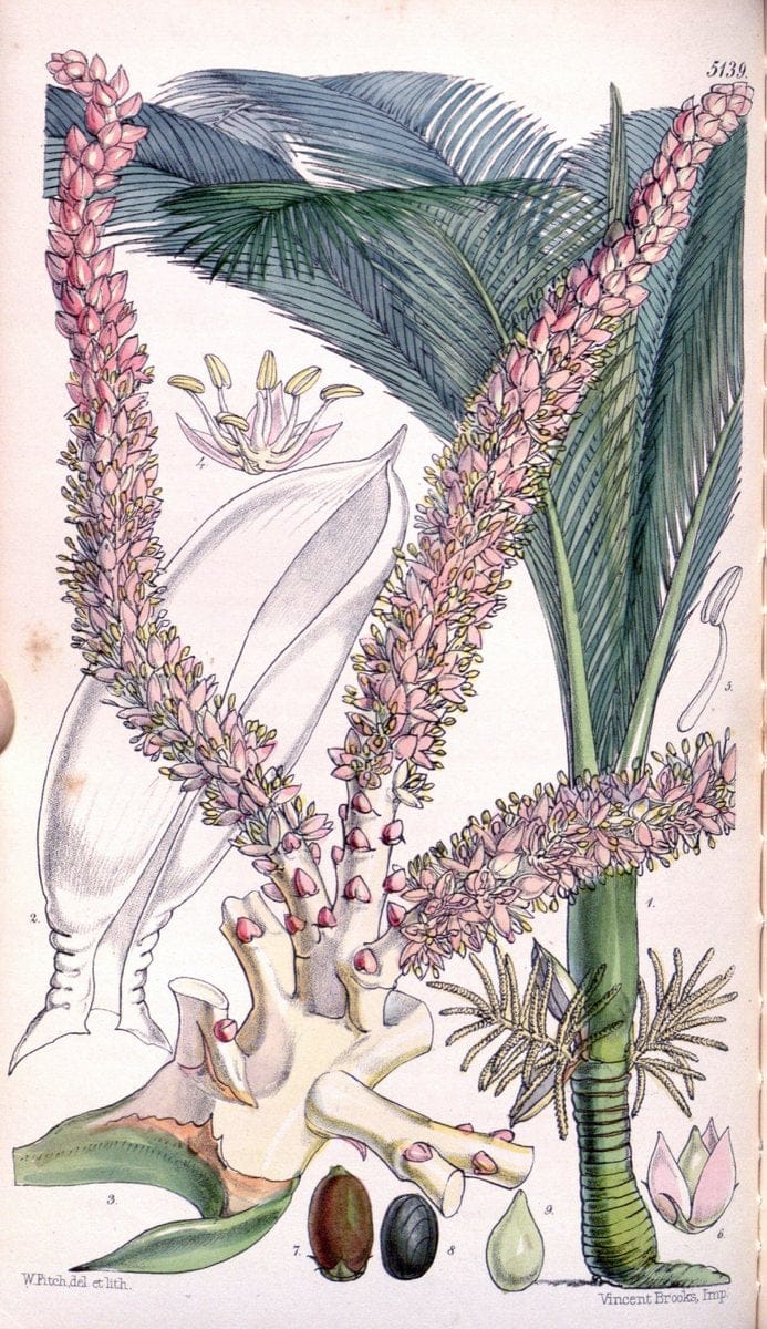 Curtis's botanical magazine. London ; New York [etc.] :Academic Press [etc.]. | "Botanical illustration" Botany Periodicals "Pictorial works" "Plants, Ornamental"  | Vintage Print Reproduction 448525
