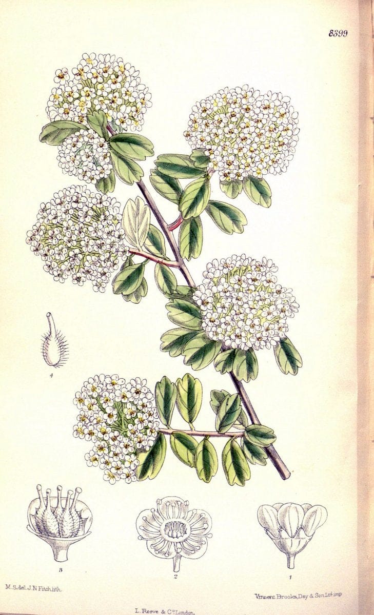 Curtis's botanical magazine. London ; New York [etc.] :Academic Press [etc.]. | "Botanical illustration" Botany Periodicals "Pictorial works" "Plants, Ornamental"  | Vintage Print Reproduction 448526