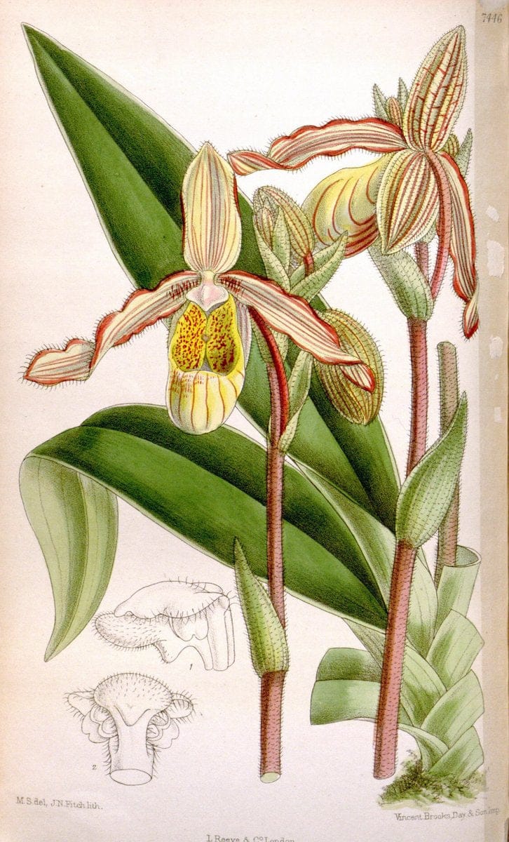 Curtis's botanical magazine. London ; New York [etc.] :Academic Press [etc.]. | "Botanical illustration" Botany Periodicals "Pictorial works" "Plants, Ornamental"  | Vintage Print Reproduction 448528