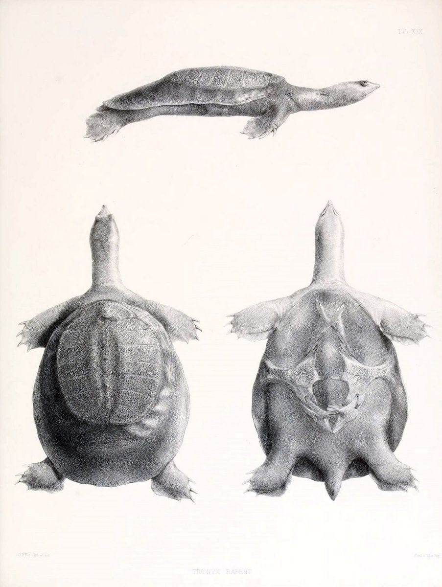 Catalogue of shield reptiles in the collection of the British Museum /.London :Printed by order of the Trustees,1855-1872.  | Vintage Print Reproduction 448534