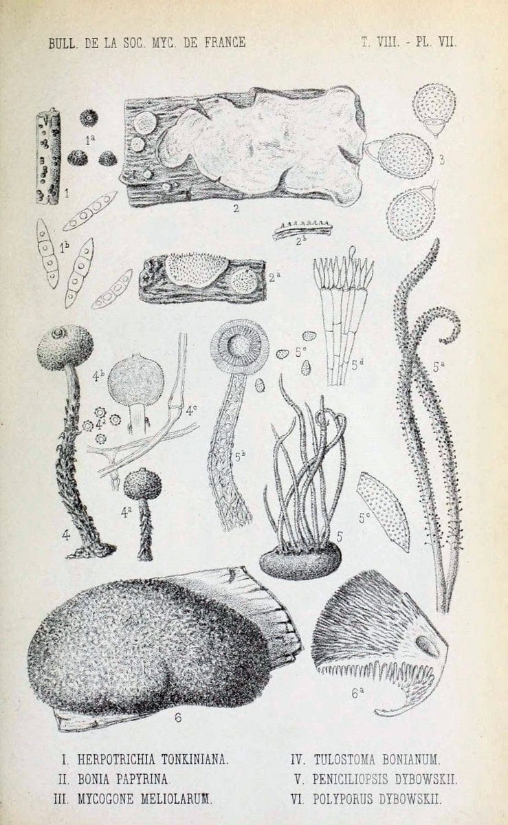 Dragable Image