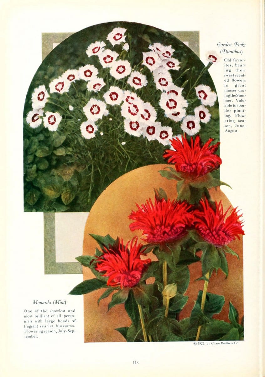 Chase fruit and flowers in natural colorsRochester, N.Y.,Chase brothers company[c1922] | Vintage Print Reproduction 448536