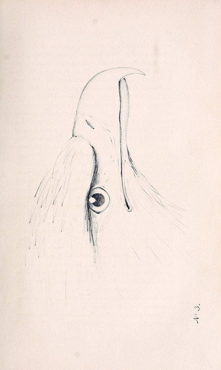 Dragable Image