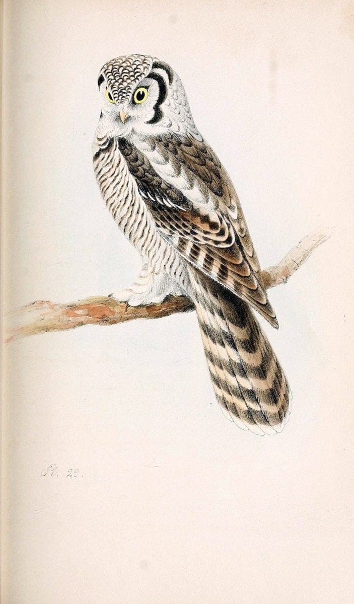 Coloured illustrations of British birds, and their eggs /.London :G.W. Nickisson,1842-1850.. |  | Vintage Print Reproduction 448538