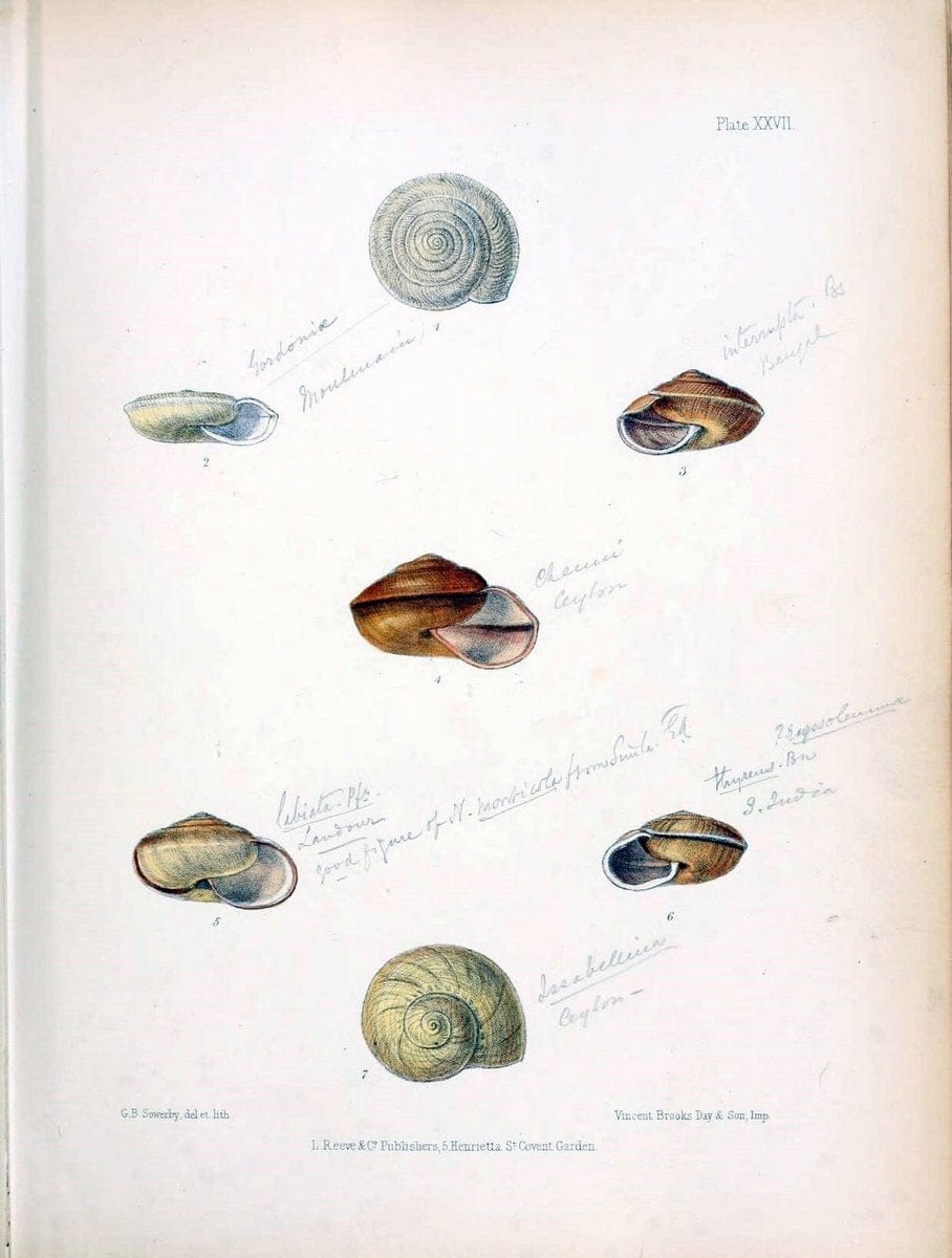 Conchologia indica,.London,1870-1876.  | India Mollusks Shells  | Vintage Print Reproduction 448539