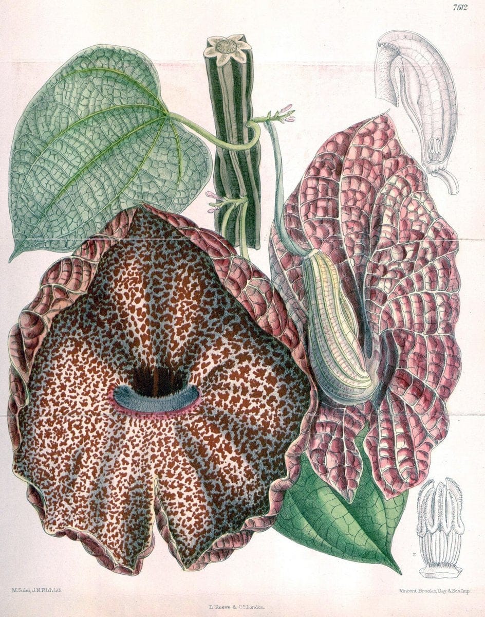 Curtis's botanical magazine. London ; New York [etc.] :Academic Press [etc.]. | "Botanical illustration" Botany Periodicals "Pictorial works" "Plants, Ornamental"  | Vintage Print Reproduction 448542