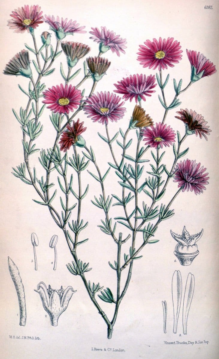 Curtis's botanical magazine. London ; New York [etc.] :Academic Press [etc.]. | "Botanical illustration" Botany Periodicals "Pictorial works" "Plants, Ornamental"  | Vintage Print Reproduction 448545