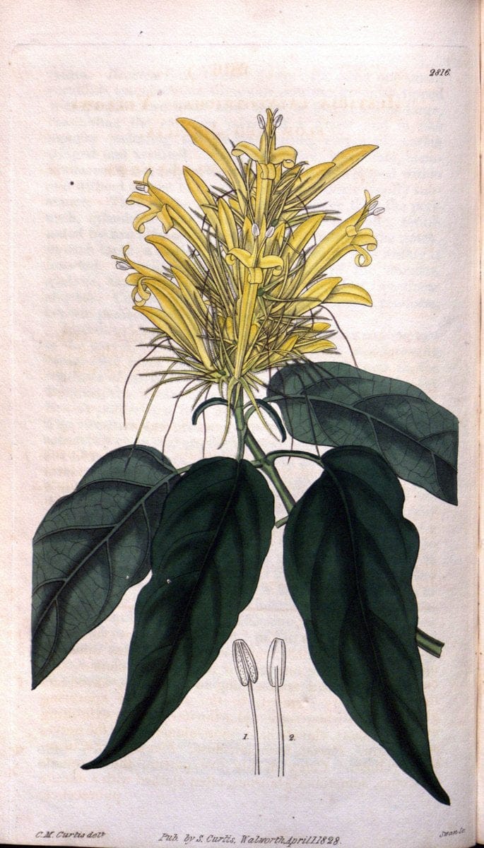 Curtis's botanical magazine. London ; New York [etc.] :Academic Press [etc.]. | "Botanical illustration" Botany Periodicals "Pictorial works" "Plants, Ornamental"  | Vintage Print Reproduction 448550