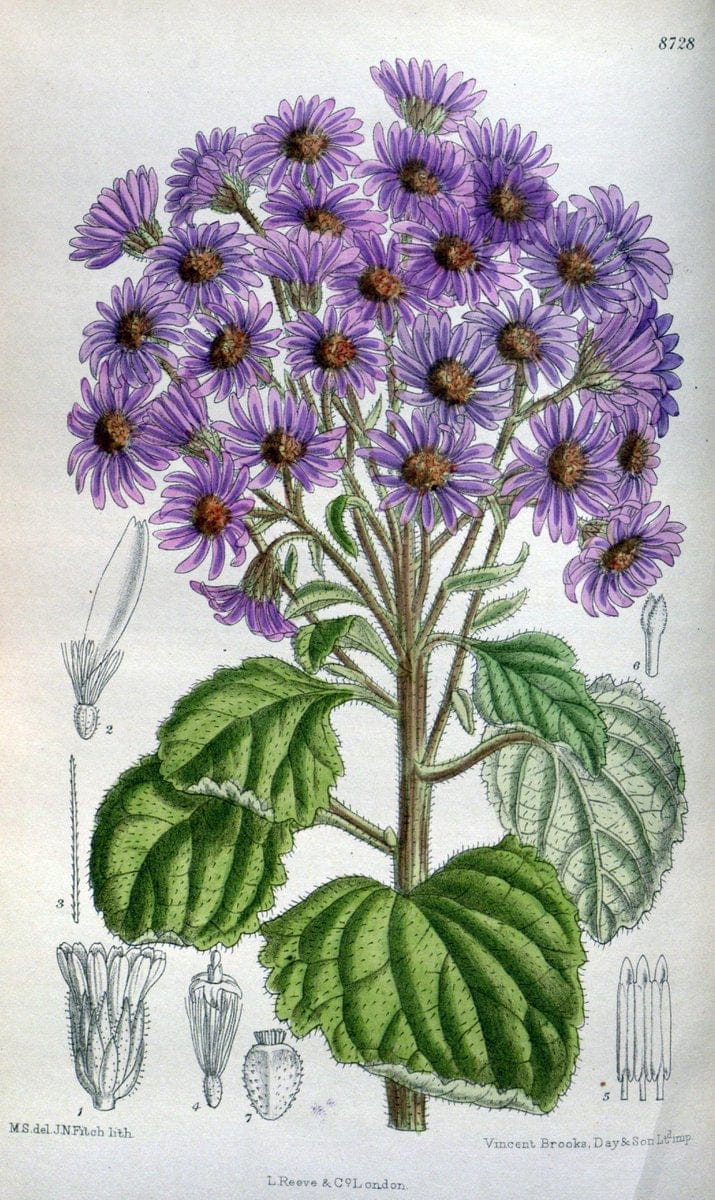 Curtis's botanical magazine. London ; New York [etc.] :Academic Press [etc.]. | "Botanical illustration" Botany Periodicals "Pictorial works" "Plants, Ornamental"  | Vintage Print Reproduction 448553