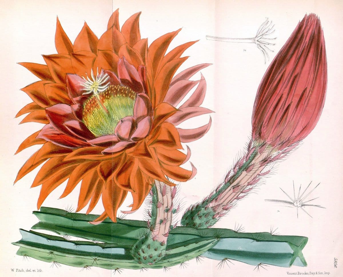 Curtis's botanical magazine. London ; New York [etc.] :Academic Press [etc.]. | "Botanical illustration" Botany Periodicals "Pictorial works" "Plants, Ornamental"  | Vintage Print Reproduction 448554