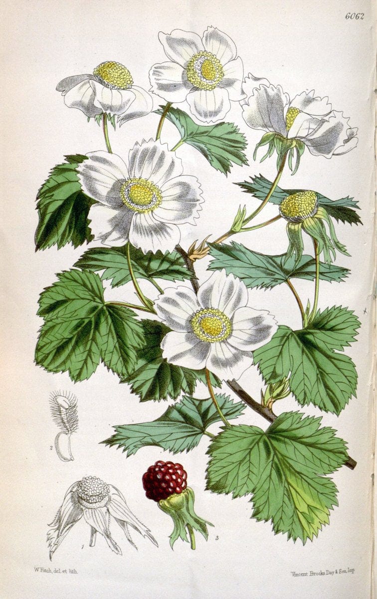 Curtis's botanical magazine. London ; New York [etc.] :Academic Press [etc.]. | "Botanical illustration" Botany Periodicals "Pictorial works" "Plants, Ornamental"  | Vintage Print Reproduction 448556