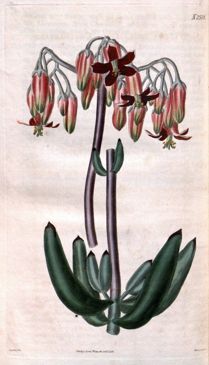 Curtis's botanical magazine. London ; New York [etc.] :Academic Press [etc.]. | "Botanical illustration" Botany Periodicals "Pictorial works" "Plants, Ornamental"  | Vintage Print Reproduction 448557