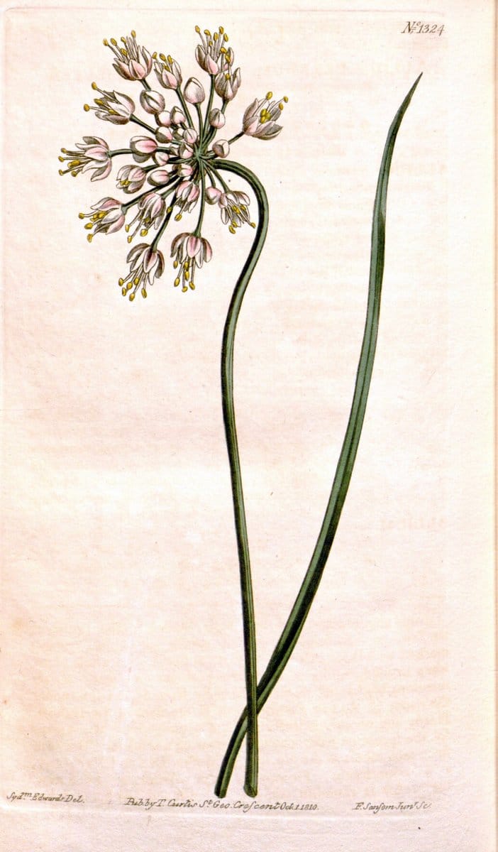 Curtis's botanical magazine. London ; New York [etc.] :Academic Press [etc.]. | "Botanical illustration" Botany Periodicals "Pictorial works" "Plants, Ornamental"  | Vintage Print Reproduction 448558