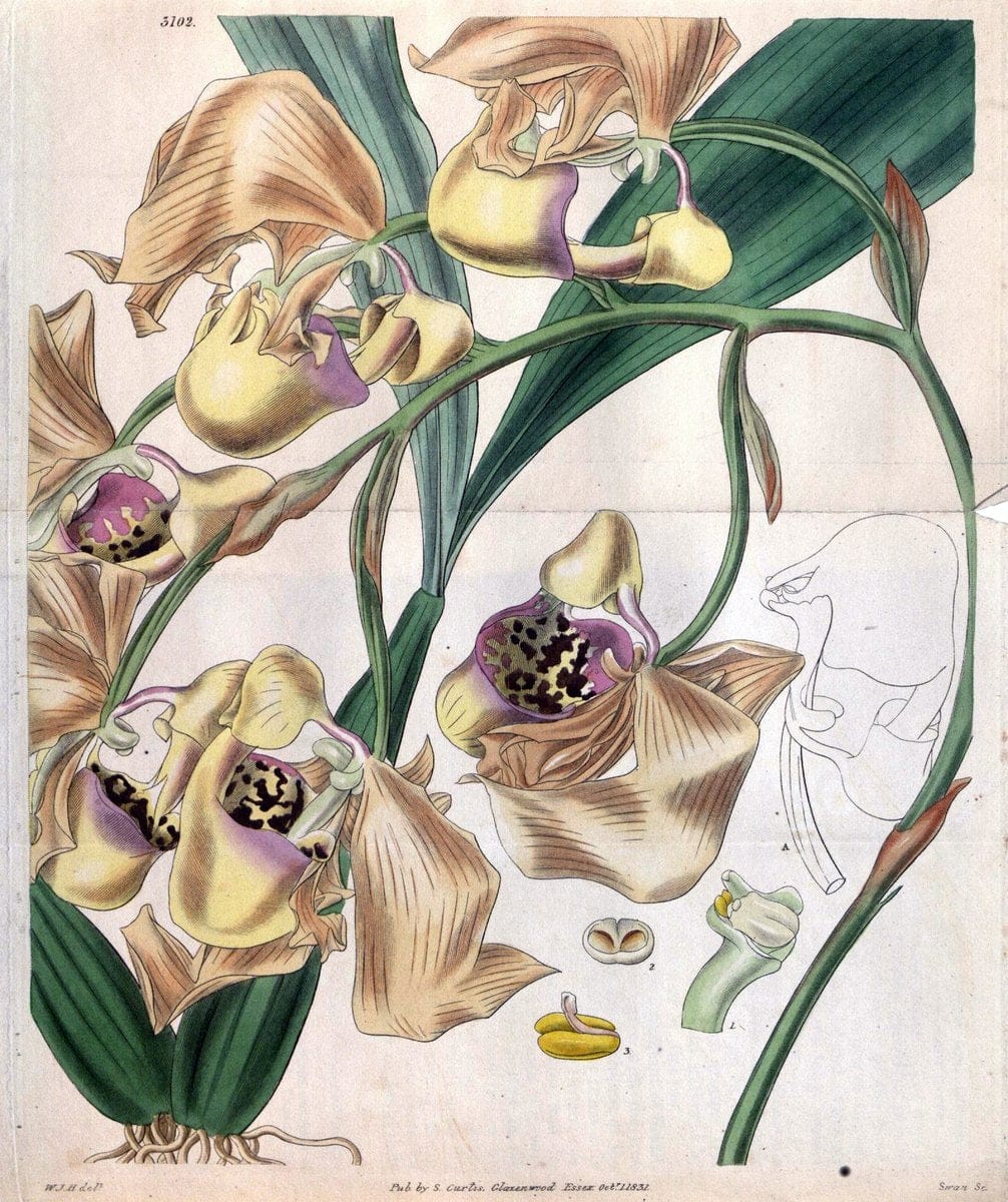 Curtis's botanical magazine..London ;New York [etc.] :Academic Press [etc.]. |  | Vintage Print Reproduction 448559