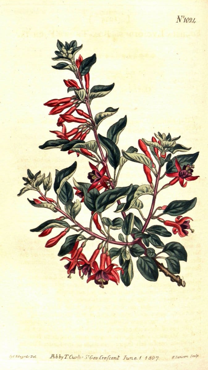 Curtis's botanical magazine. London ;New York [etc.] :Academic Press [etc.]. | Botany Periodicals "Pictorial works"  | Vintage Print Reproduction 448560