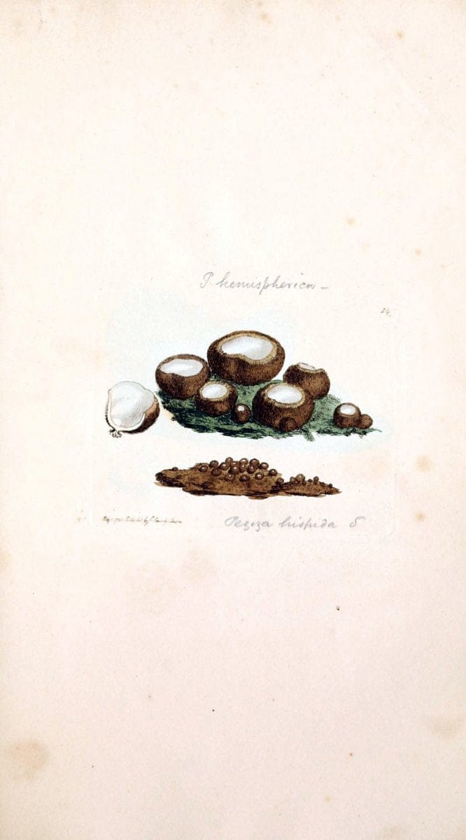 Coloured figures of English fungi or mushrooms. London,Printed by J. Davis,1797-[1809]. | England Mushrooms  | Vintage Print Reproduction 448569