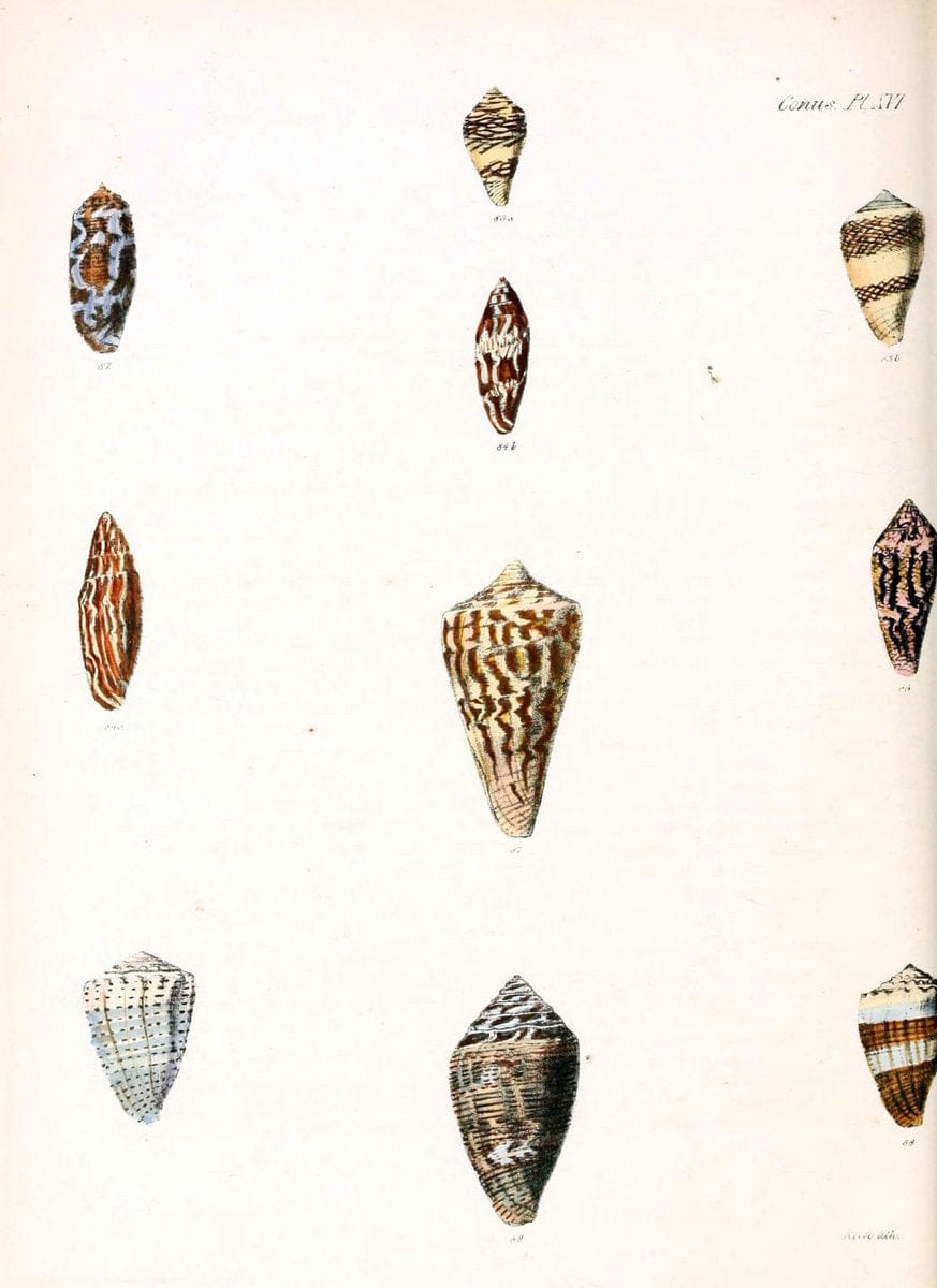 Conchologia iconica, or, Illustrations of the shells of molluscous animals. v.1London :Reeve, Brothers,1843-1878. | Mollusks "Pictorial works" Shells  | Vintage Print Reproduction 448570