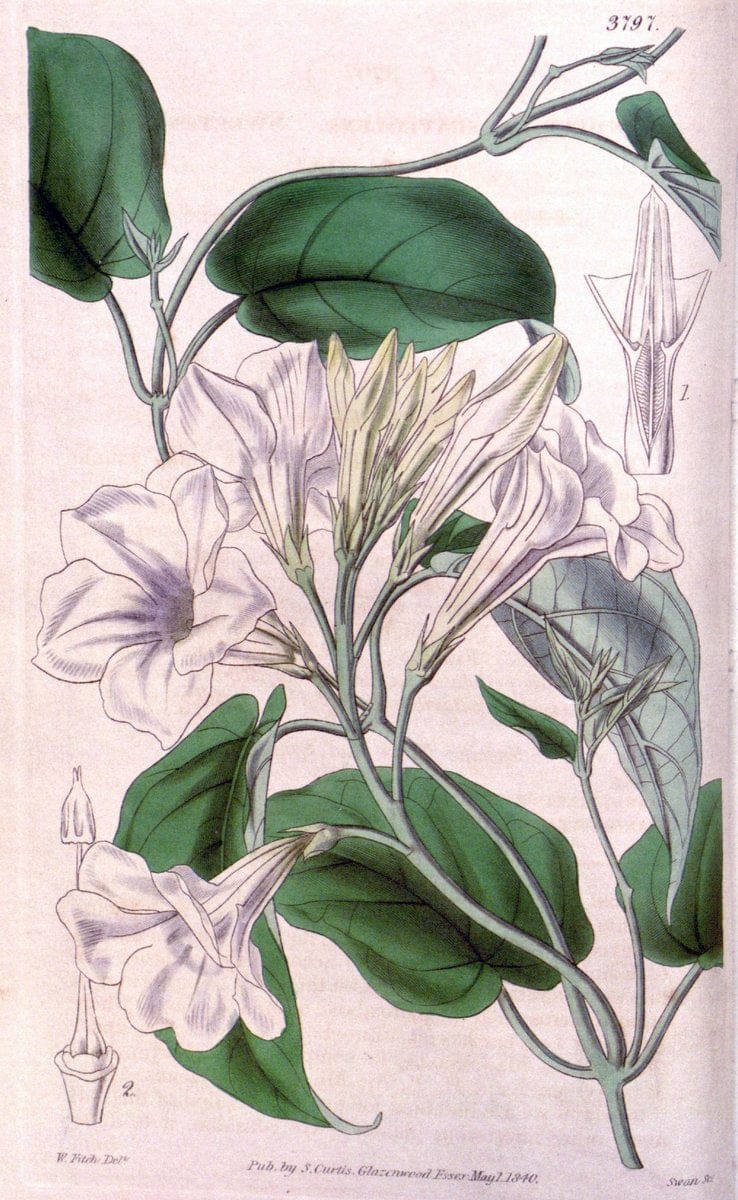 Curtis's botanical magazine. London ; New York [etc.] :Academic Press [etc.]. | "Botanical illustration" Botany Periodicals "Pictorial works" "Plants, Ornamental"  | Vintage Print Reproduction 448572