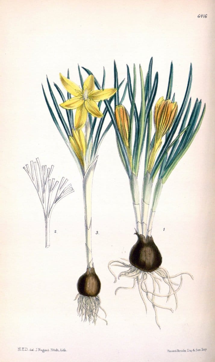 Curtis's botanical magazine. London ; New York [etc.] :Academic Press [etc.]. | "Botanical illustration" Botany Periodicals "Pictorial works" "Plants, Ornamental"  | Vintage Print Reproduction 448573