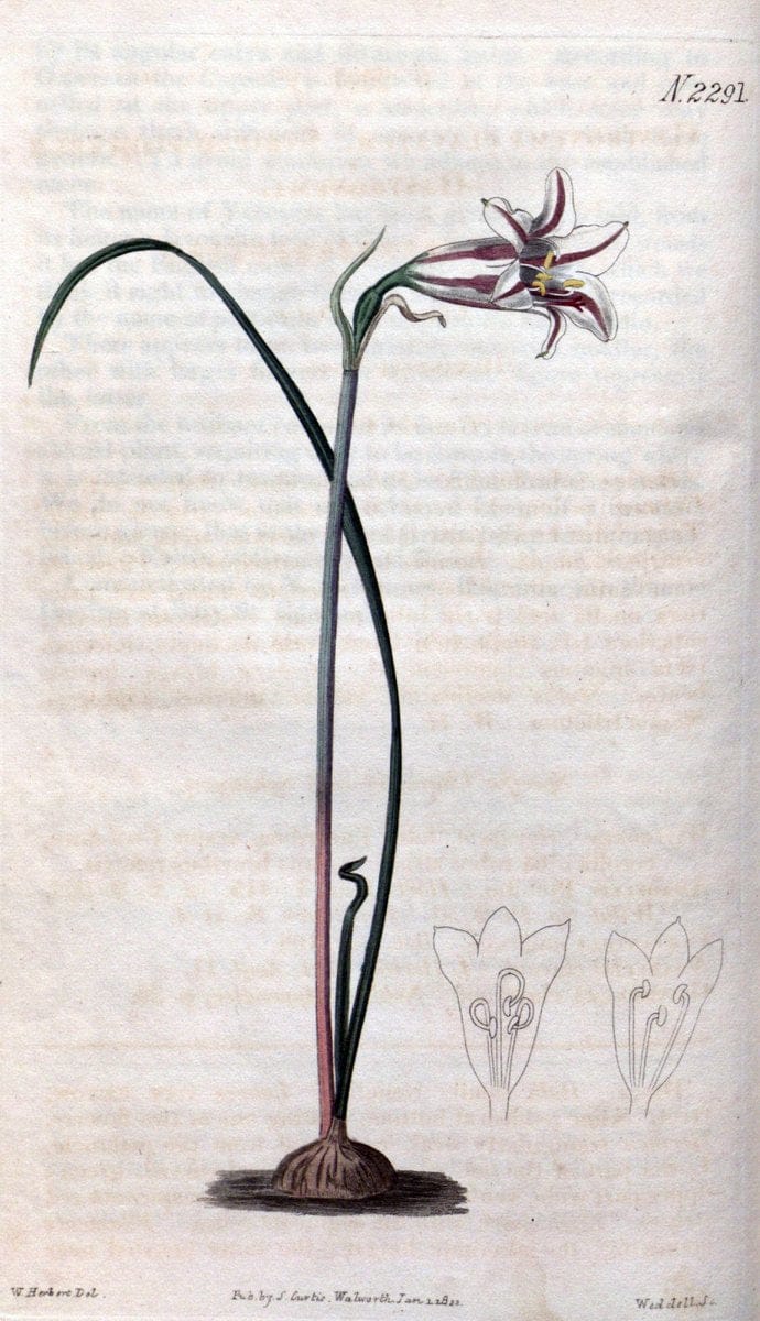 Curtis's botanical magazine. London ; New York [etc.] :Academic Press [etc.]. | "Botanical illustration" Botany Periodicals "Pictorial works" "Plants, Ornamental"  | Vintage Print Reproduction 448574