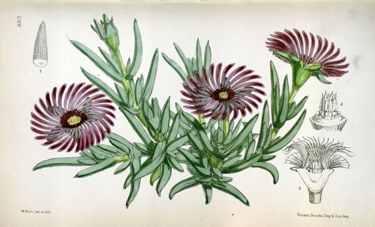Curtis's botanical magazine. London ; New York [etc.] :Academic Press [etc.]. | "Botanical illustration" Botany Periodicals "Pictorial works" "Plants, Ornamental"  | Vintage Print Reproduction 448578