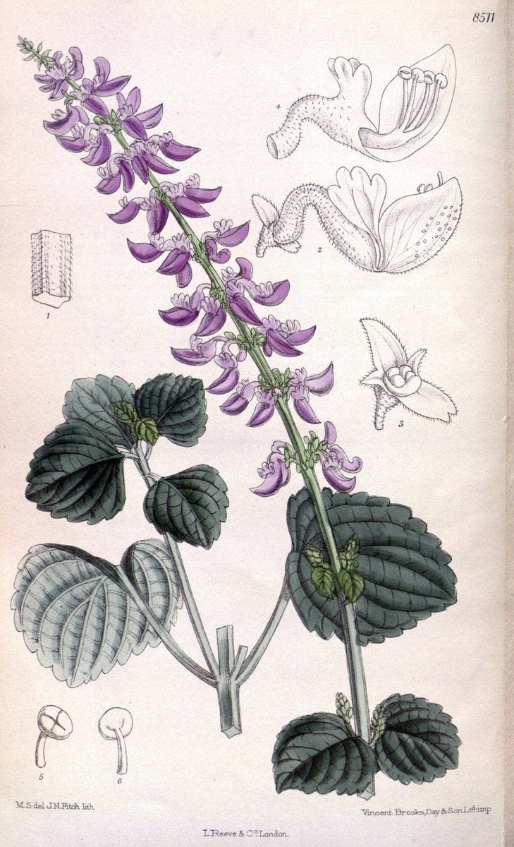 Curtis's botanical magazine. London ; New York [etc.] :Academic Press [etc.]. | "Botanical illustration" Botany Periodicals "Pictorial works" "Plants, Ornamental"  | Vintage Print Reproduction 448579