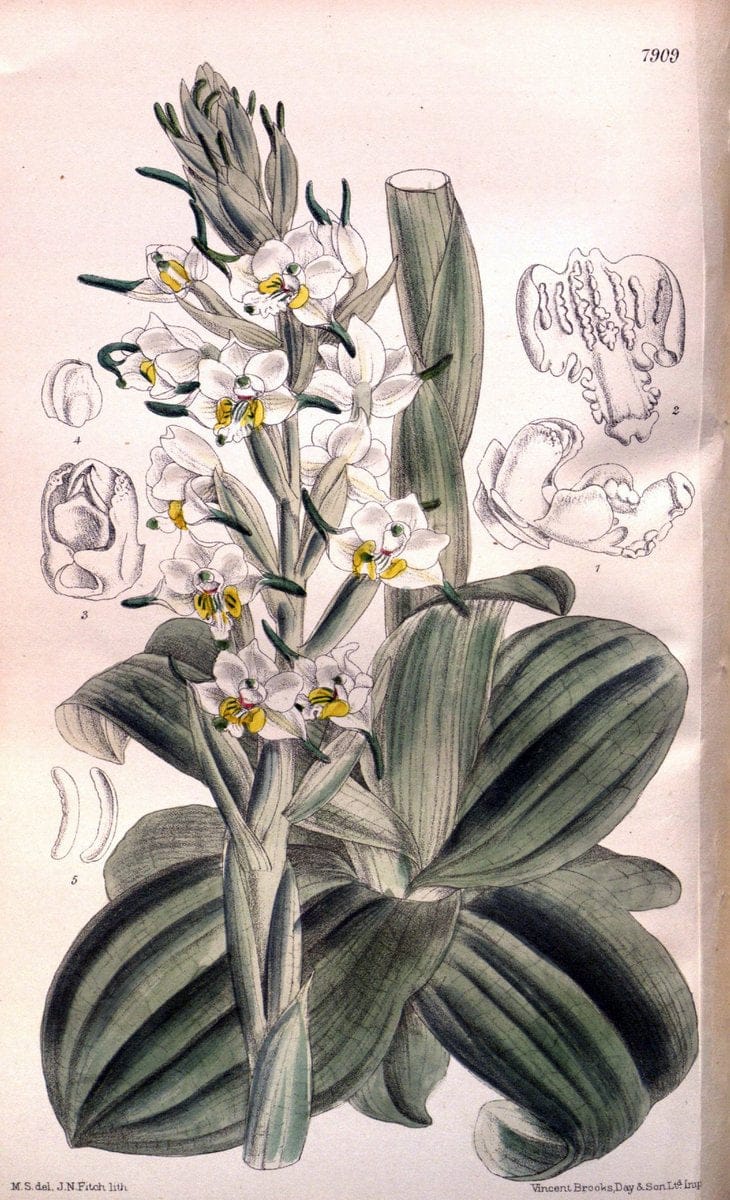 Curtis's botanical magazine. London ; New York [etc.] :Academic Press [etc.]. | "Botanical illustration" Botany Periodicals "Pictorial works" "Plants, Ornamental"  | Vintage Print Reproduction 448581