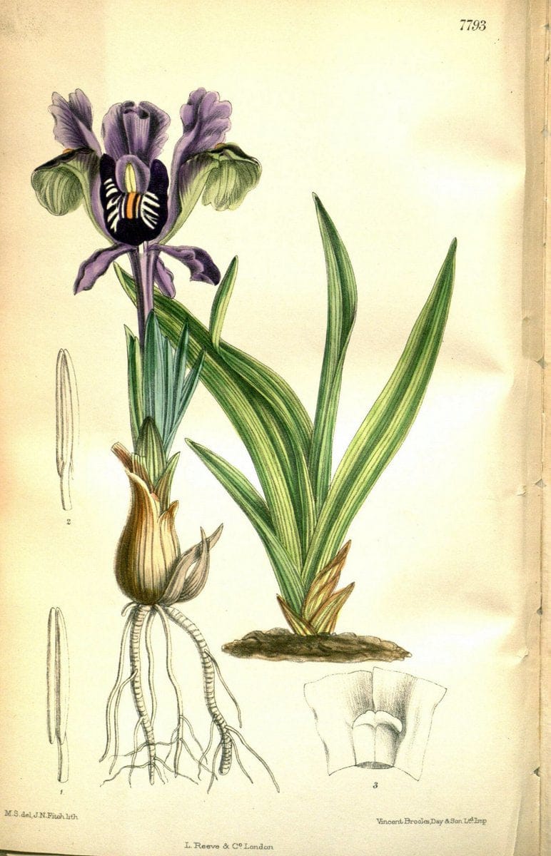 Curtis's botanical magazine. London ; New York [etc.] :Academic Press [etc.]. | "Botanical illustration" Botany Periodicals "Pictorial works" "Plants, Ornamental"  | Vintage Print Reproduction 448583