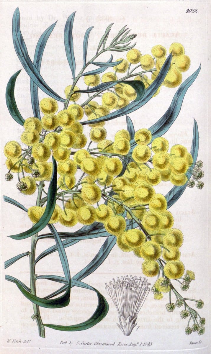 Curtis's botanical magazine. London ; New York [etc.] :Academic Press [etc.]. | "Botanical illustration" Botany Periodicals "Pictorial works" "Plants, Ornamental"  | Vintage Print Reproduction 448586