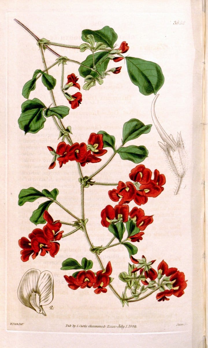 Curtis's botanical magazine. London ; New York [etc.] :Academic Press [etc.]. | "Botanical illustration" Botany Periodicals "Pictorial works" "Plants, Ornamental"  | Vintage Print Reproduction 448588