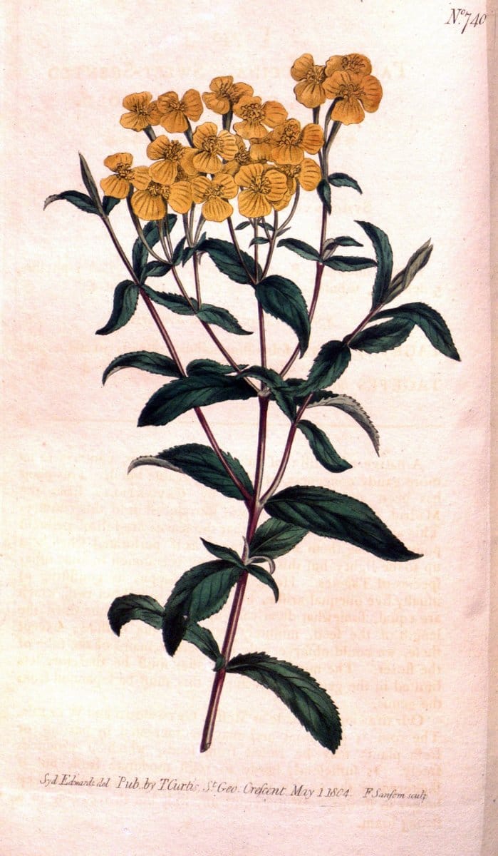 Curtis's botanical magazine..London ;New York [etc.] :Academic Press [etc.]. |  | Vintage Print Reproduction 448591