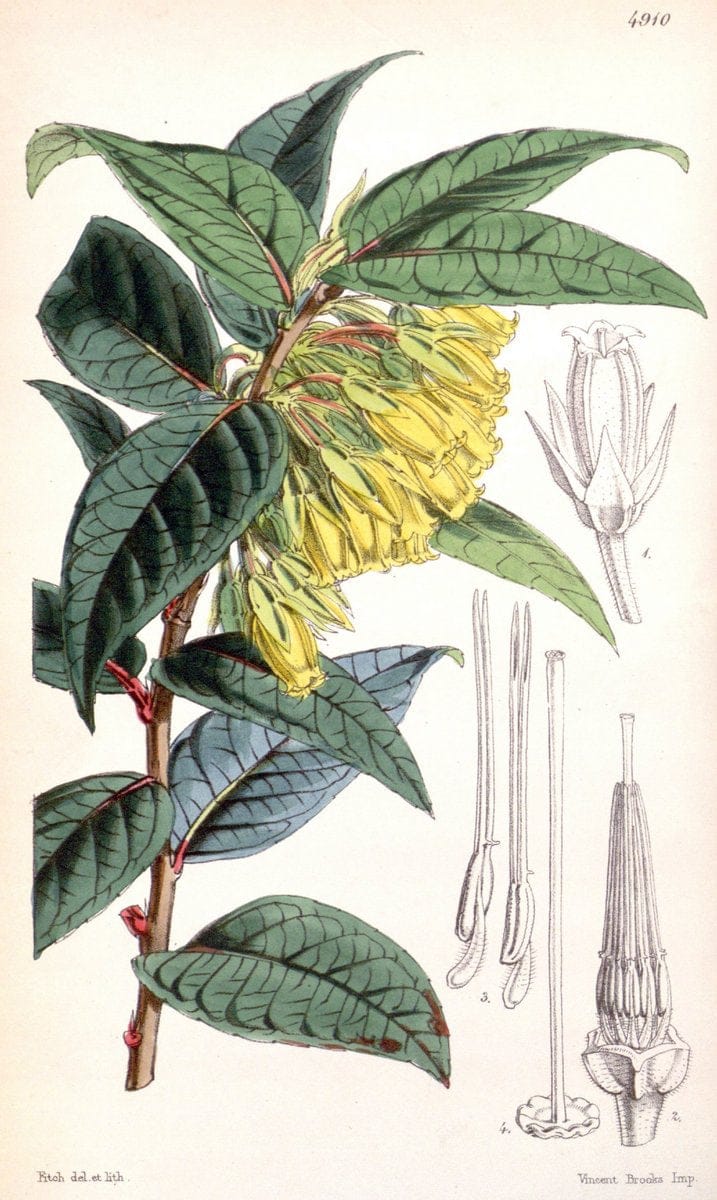 Curtis's botanical magazine. London ;New York [etc.] :Academic Press [etc.]. | Botany Periodicals "Pictorial works"  | Vintage Print Reproduction 448594