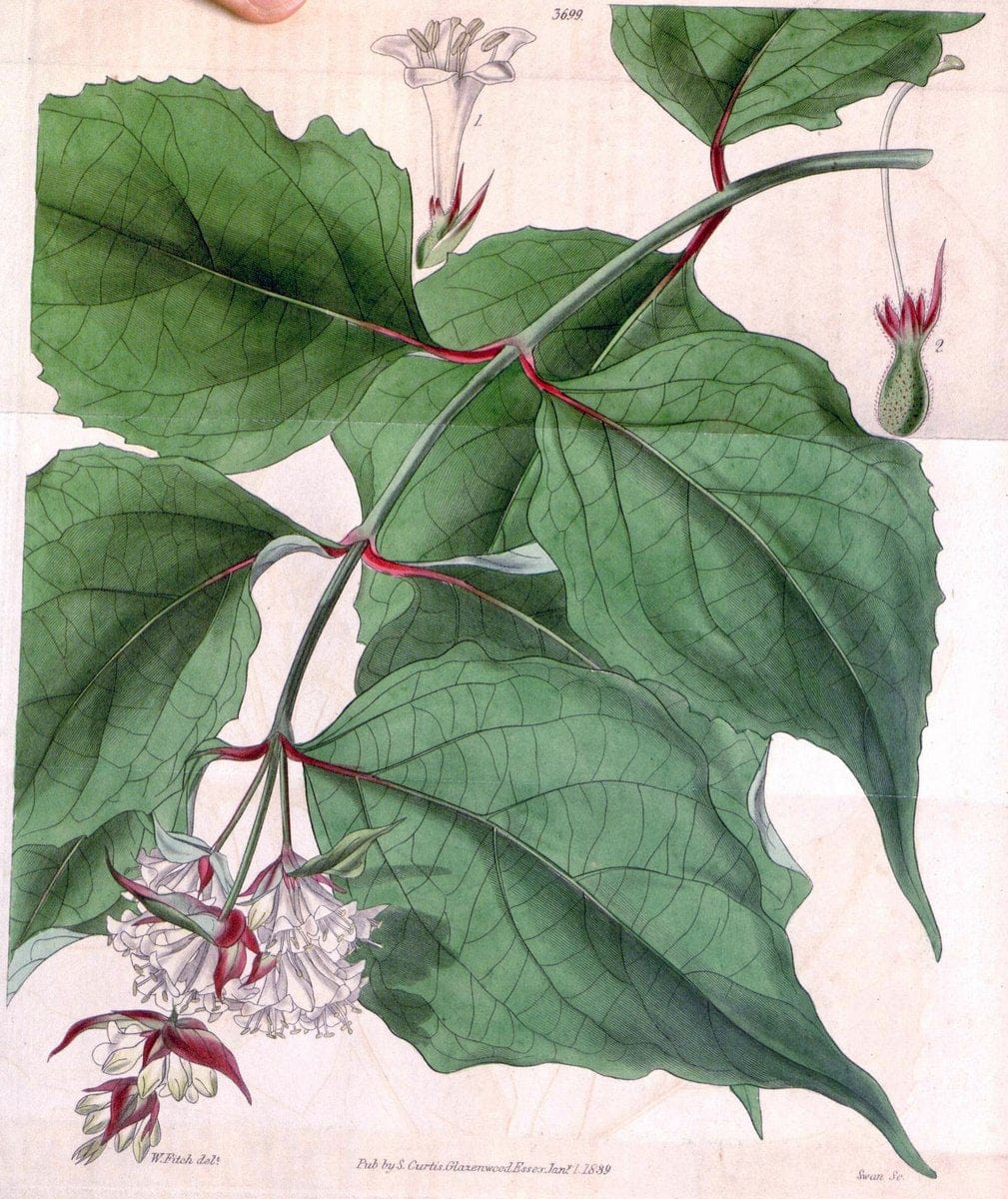 Curtis's botanical magazine. London ;New York [etc.] :Academic Press [etc.]. | Botany Periodicals "Pictorial works"  | Vintage Print Reproduction 448597