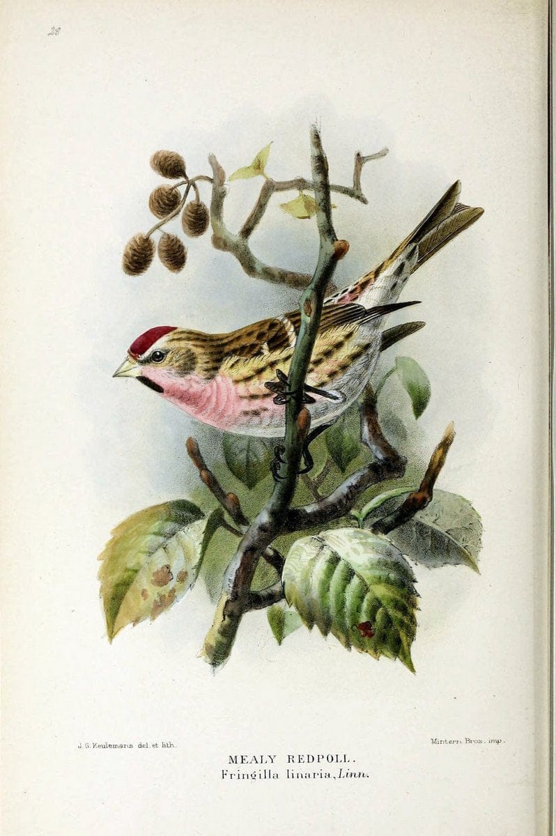 Coloured figures of the birds of the British Islands | "Mealy Redpoll" "taxonomy:trinomial=Acanthis flammea flammea" Birds "Great Britain" o | Vintage Print Reproduction 448599