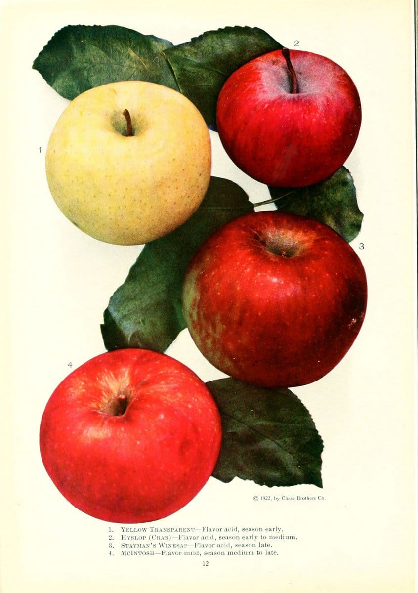 Chase fruit and flowers in natural colorsRochester, N.Y.,Chase brothers company[c1922] | Vintage Print Reproduction 448605