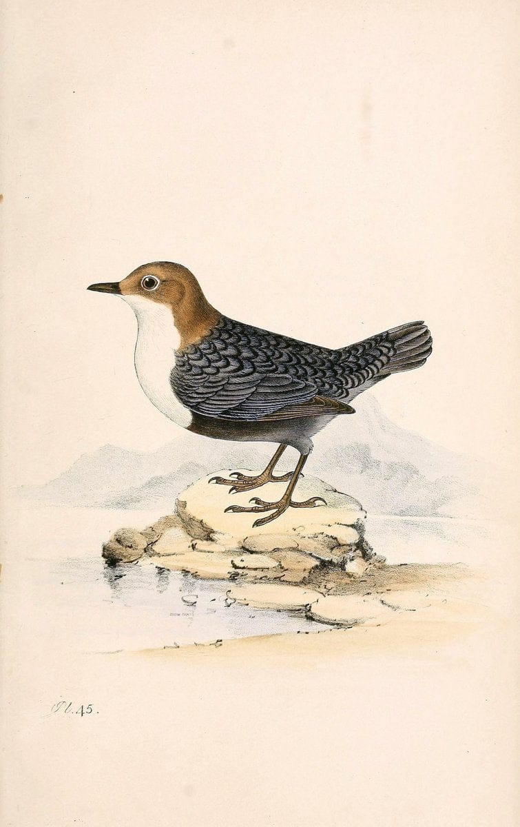 Coloured illustrations of British birds, and their eggs /.London :G.W. Nickisson,1842-1850.. |  | Vintage Print Reproduction 448606