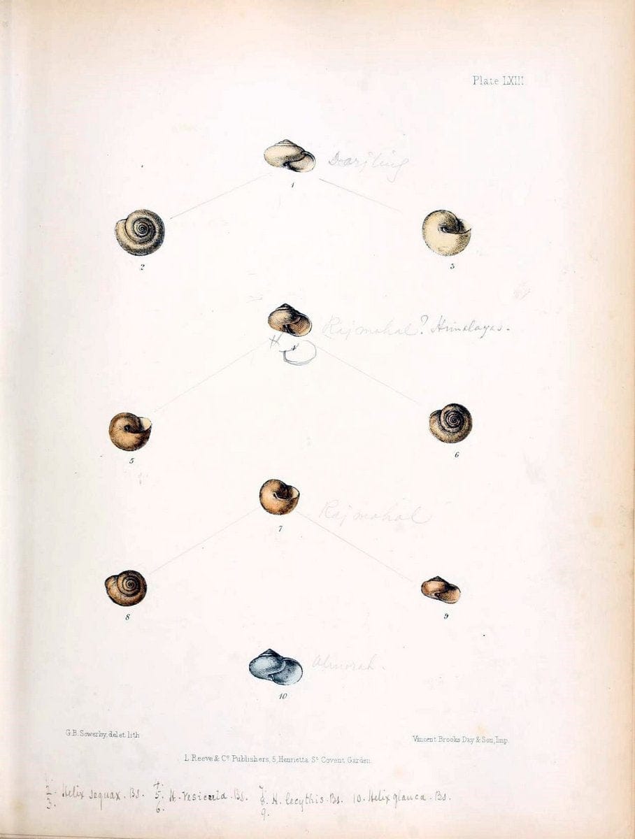 Conchologia indica,.London,1870-1876.. |  | Vintage Print Reproduction 448608