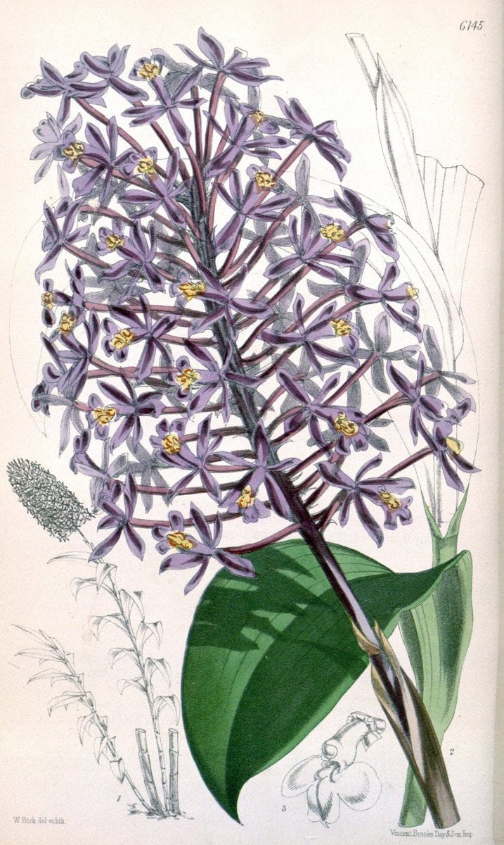 Curtis's botanical magazine. London ; New York [etc.] :Academic Press [etc.]. | "Botanical illustration" Botany Periodicals "Pictorial works" "Plants, Ornamental"  | Vintage Print Reproduction 448609