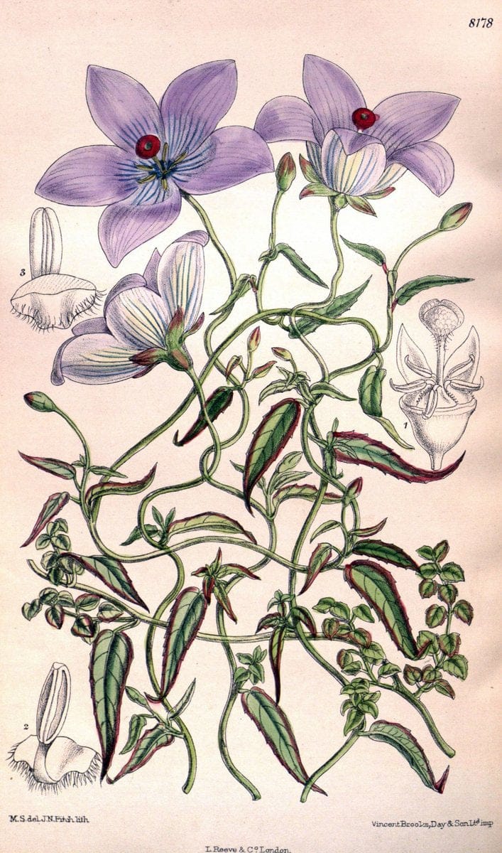 Curtis's botanical magazine. London ; New York [etc.] :Academic Press [etc.]. | "Botanical illustration" Botany Periodicals "Pictorial works" "Plants, Ornamental"  | Vintage Print Reproduction 448610